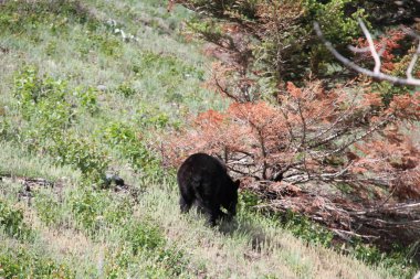 Waterton Lakes içinde, Alberta, Kanada