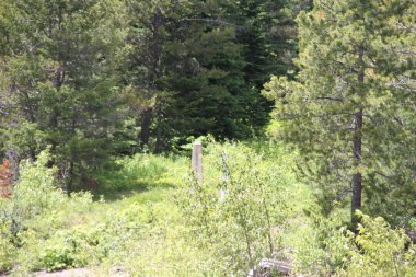 Waterton Lakes içinde, Alberta, Kanada