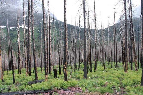 Glacier Ulusal Parkı Inside, Montana, ABD