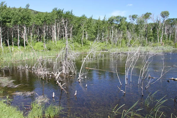 Glacier Ulusal Parkı Inside, Montana, ABD