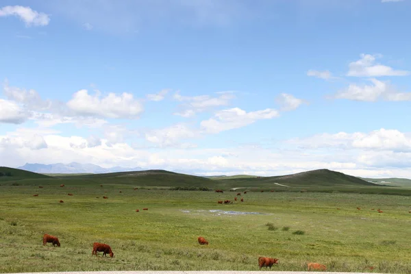 Waterton Lakes içinde, Alberta, Kanada