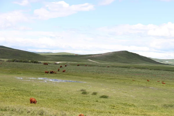 Waterton Lakes içinde, Alberta, Kanada