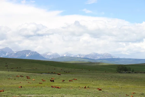 Waterton Lakes içinde, Alberta, Kanada