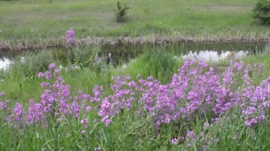 Buzul Milli Parkı, Montana. Waterton Gölleri, Alberta, Flathead Gölü