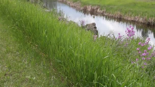 Gletschernationalpark Montana Wassertonseen Alberta Flathead Lake — Stockvideo