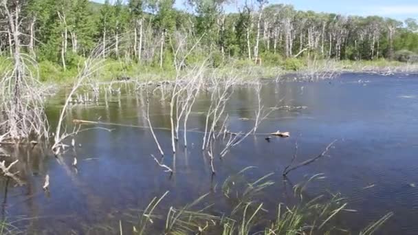 Parc National Des Glaciers Montana Lacs Waterton Alberta Lac Flathead — Video