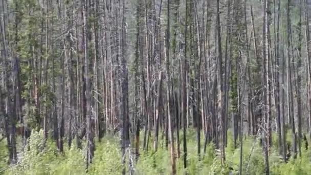 Buzul Milli Parkı Montana Waterton Gölleri Alberta Flathead Gölü — Stok video