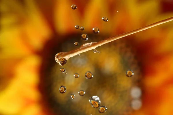 Close Water Drops Flowers — Stock Photo, Image
