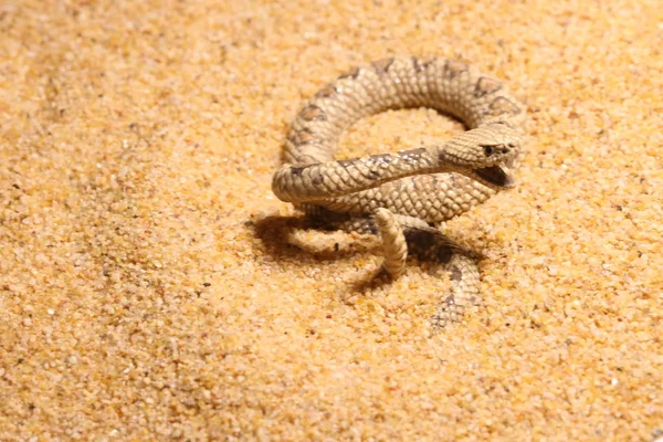 Close Macro Shot Snake — Stock Photo, Image