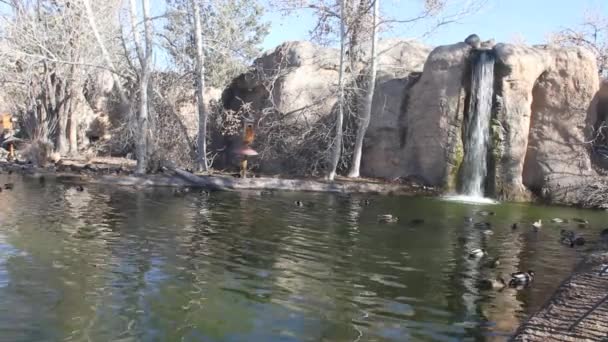 湖の上のアヒル — ストック動画