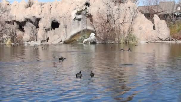 Enten Auf Einem See — Stockvideo