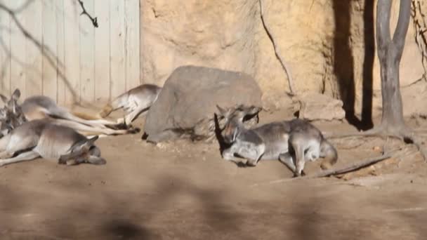 Schlafendes Känguru Nachmittag — Stockvideo