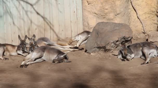 Öğleden Sonra Uyuyan Kanguru — Stok video