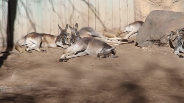 Öğleden Sonra Uyuyan Kanguru — Stok video