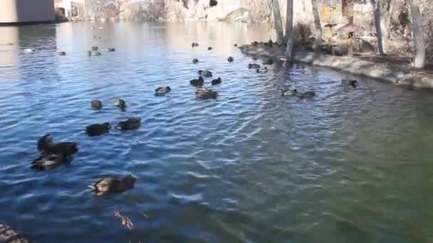 Canards Dans Zoo — Video