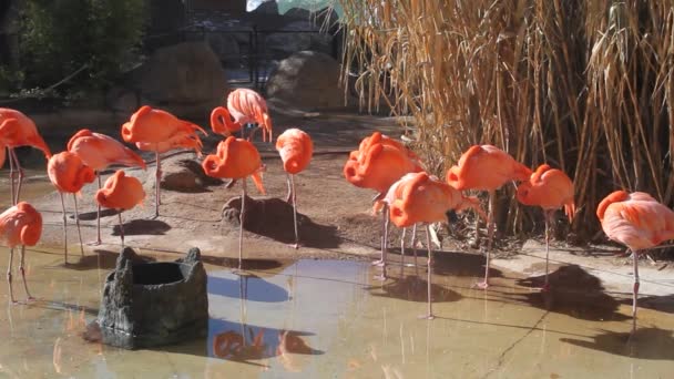 Flamants Roses Dans Parc — Video