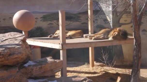 Спящие Львы Днем — стоковое видео