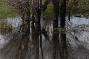 San Joaquin Yaban Hayatı Koruma Kaliforniya