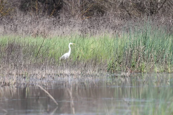 Egret v San Joaquinu-příroda v Kalifornii — Stock fotografie