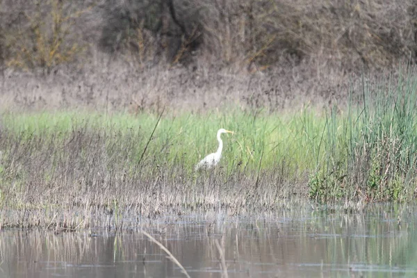 Egret v San Joaquinu-příroda v Kalifornii — Stock fotografie