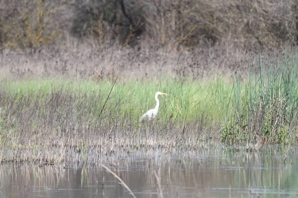 Egret San Joaquin Wildlife Säilytä Kalifornia — kuvapankkivalokuva