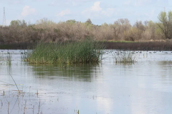 San Joaquin Wildlife Preserve Califórnia — Fotografia de Stock