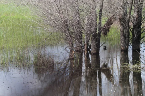 San Joaquin Yaban Hayatı Koruma Kaliforniya