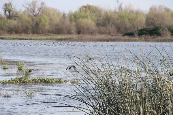 San Joaquin Wildlife Preserve Califórnia — Fotografia de Stock