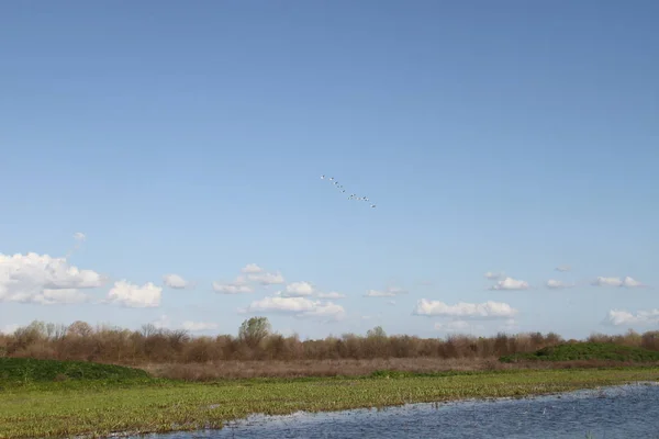 Gansos voladores en San Joaquín Reserva de Vida Silvestre California — Foto de Stock