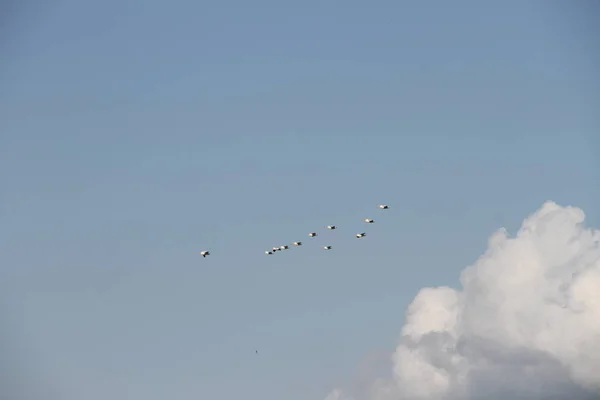 Flying Geese in San Joaquin Wildlife Preserve California — Stock Photo, Image