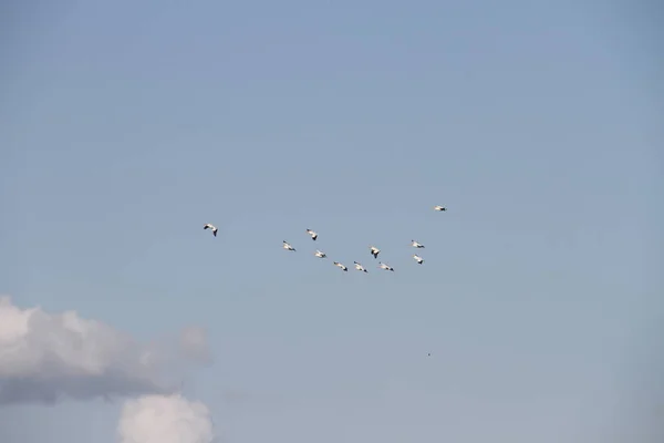 Fliegende Gänse im San Joaquin Wildlife Reserve Kalifornien — Stockfoto