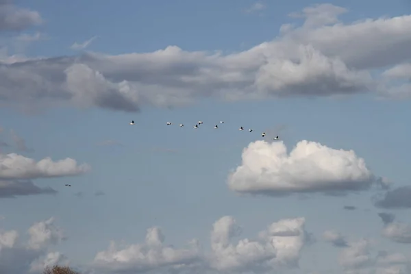 Flygande gäss i San Joaquin Wildlife Preserve Kalifornien — Stockfoto