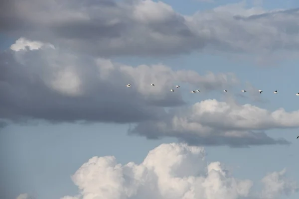 Flying Geese in San Joaquin Wildlife Preserve California — Stock Photo, Image