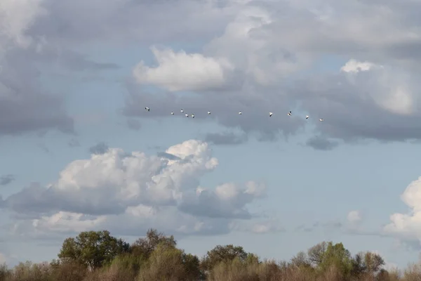 Flygande gäss i San Joaquin Wildlife Preserve Kalifornien — Stockfoto