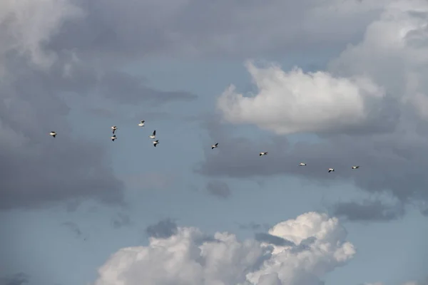 Літаючих гусей в Сан-Хоакін дикої зберегти Каліфорнії — стокове фото