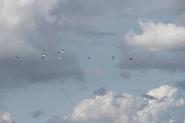 Летающие гуси в заповеднике Сан-Хоакин в Калифорнии — стоковое фото