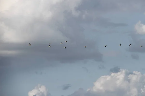 Fliegende Gänse im San Joaquin Wildlife Reserve Kalifornien — Stockfoto