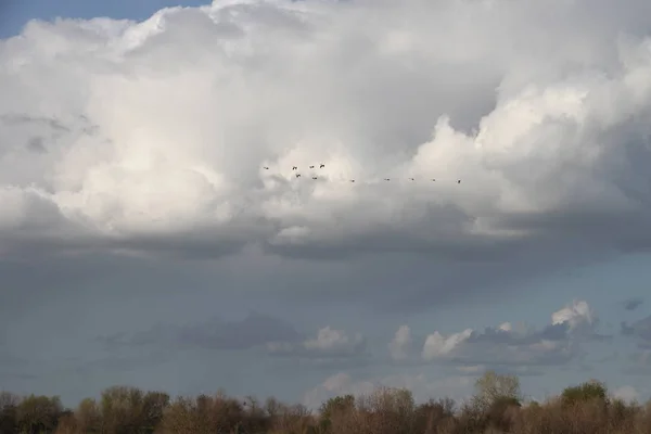 Flying Geese in San Joaquin Wildlife Preserve California