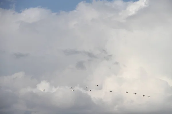 Flying geese, San Joaquin Wildlife Preserve California — Stock Fotó