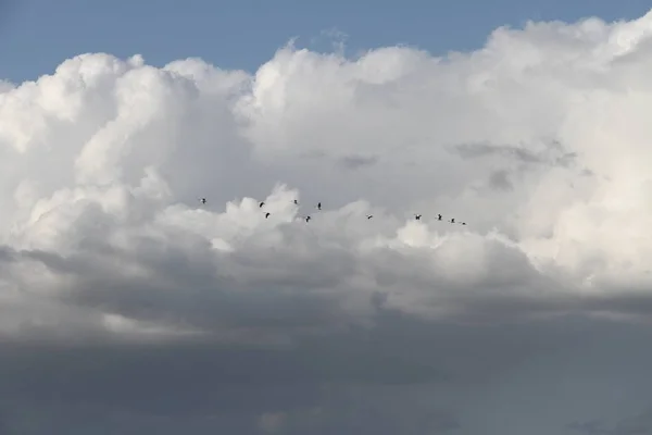 Gansos voladores en San Joaquín Reserva de Vida Silvestre California —  Fotos de Stock
