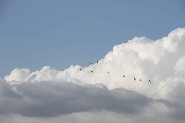 Fliegende Gänse im San Joaquin Wildlife Reserve Kalifornien — Stockfoto