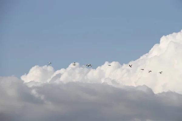 Flying Geese in San Joaquin Wildlife Preserve California — Stock Photo, Image