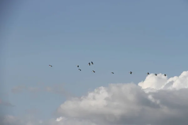 Fliegende Gänse im San Joaquin Wildlife Reserve Kalifornien — Stockfoto