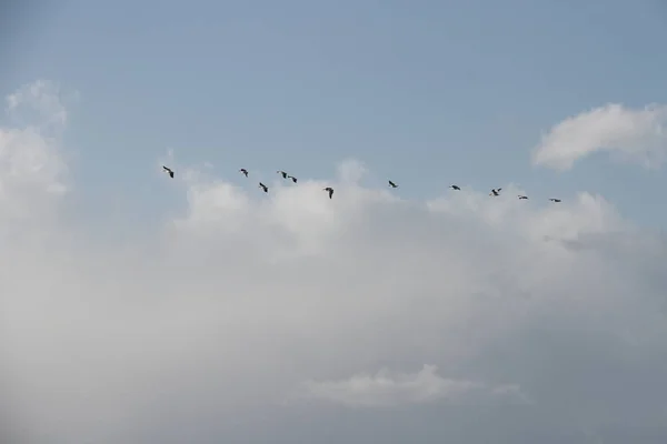 Летающие гуси в заповеднике Сан-Хоакин в Калифорнии — стоковое фото