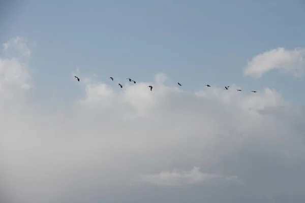 Latający gęsi w San Joaquin Wildlife Preserve California — Zdjęcie stockowe