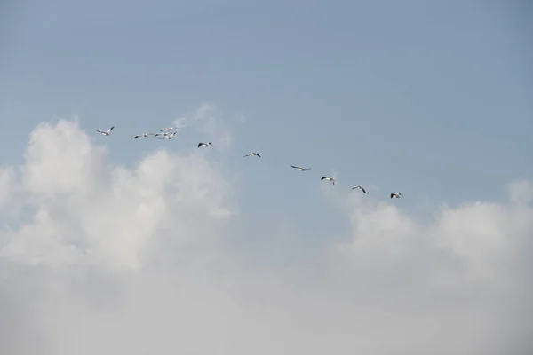 Gansos voladores en San Joaquín Reserva de Vida Silvestre California — Foto de Stock