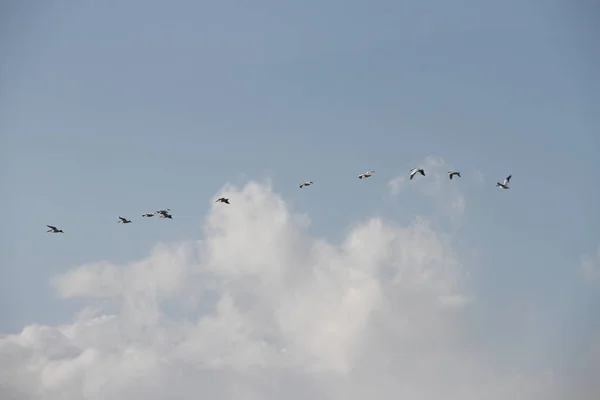 Flygande gäss i San Joaquin Wildlife Preserve Kalifornien — Stockfoto