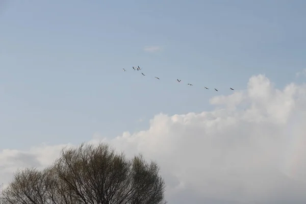 Flying geese, San Joaquin Wildlife Preserve California — Stock Fotó