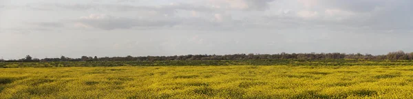 Wildflower season in San Joaquin Wildlife Preserve California — Stock Photo, Image