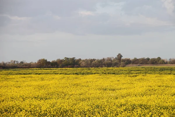 Divoká květinová sezóna v San Joaquin Wildlife Preserve California Stock Obrázky